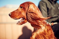 画像8: 【SALON FOR DOGS】 ミネラルセット PRO 業務用セット　３.８L (8)