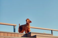 画像9: 【SALON FOR DOGS】 ミネラルセット PRO 業務用セット　３.８L (9)