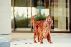 画像10: 【SALON FOR DOGS】 ミネラルコンディショナーPRO  業務用サイズ (10)