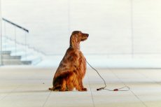画像5: 【SALON FOR DOGS】 ミネラルコンディショナーPRO  業務用サイズ (5)