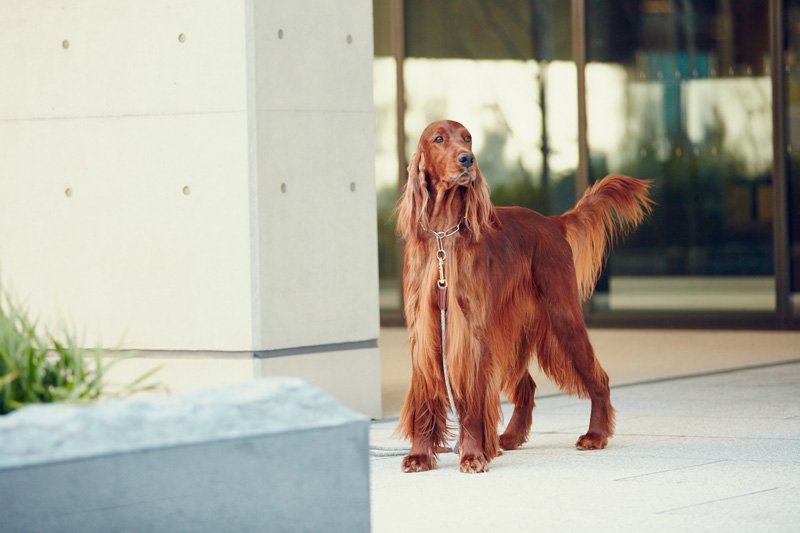 画像2: 【SALON FOR DOGS】 ミネラルセット PRO 業務用セット　３.８L