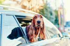 画像6: 【SALON FOR DOGS】 ミネラルセット PRO 業務用セット　３.８L (6)